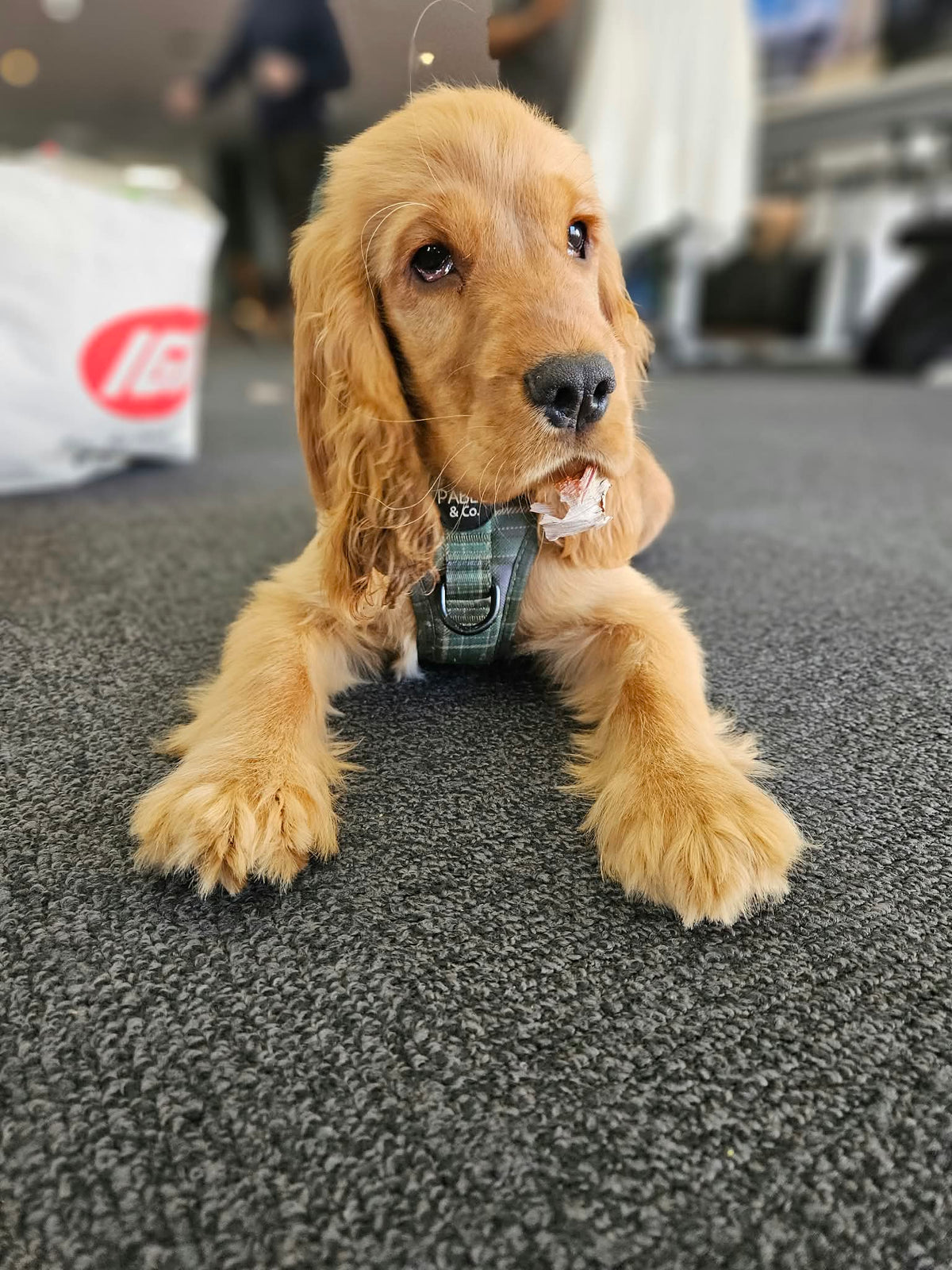 Pet Photo HueForge